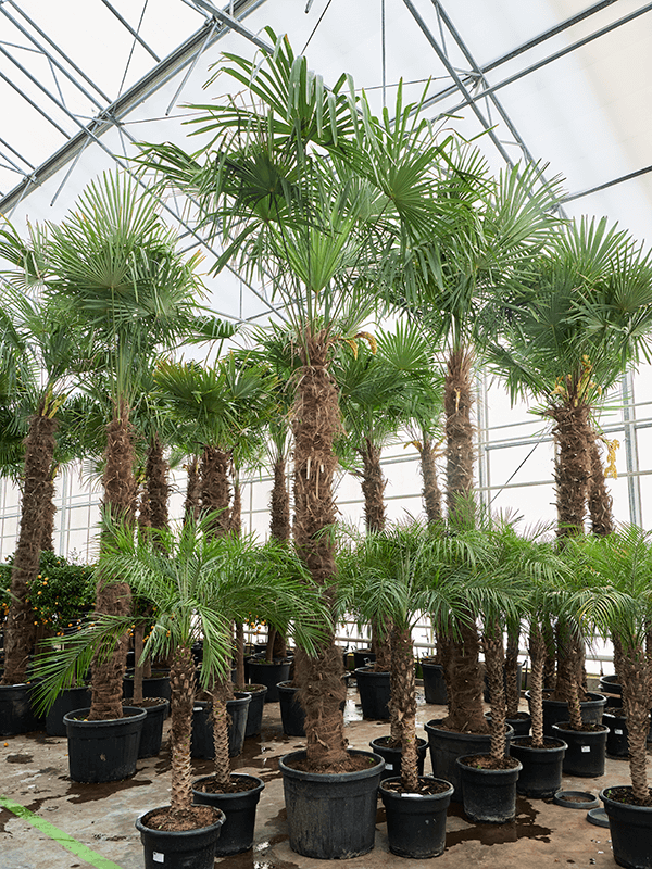 Трахикарпус фортунеи (300-350) Арт: 5TRFOR052