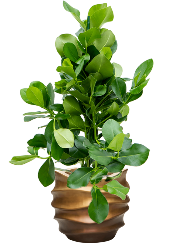 Клузия роса Арт: 4CLROTU24 2