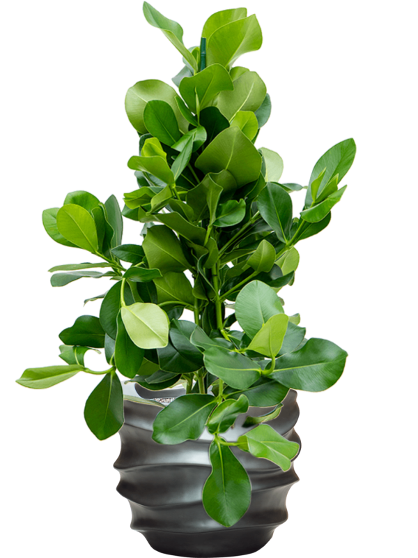 Клузия роса Арт: 4CLROTU24 3