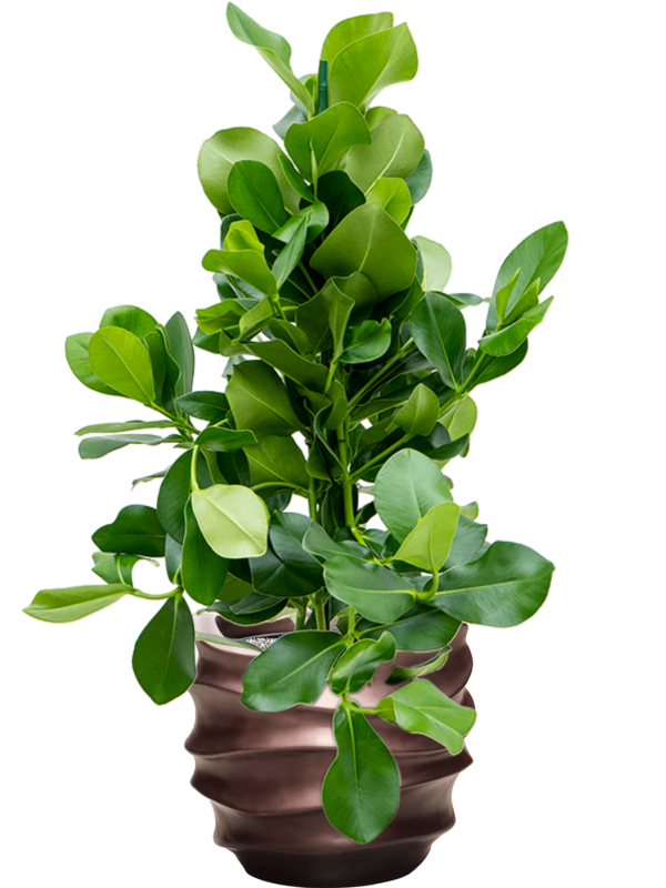 Клузия роса Арт: 4CLROTU24 4