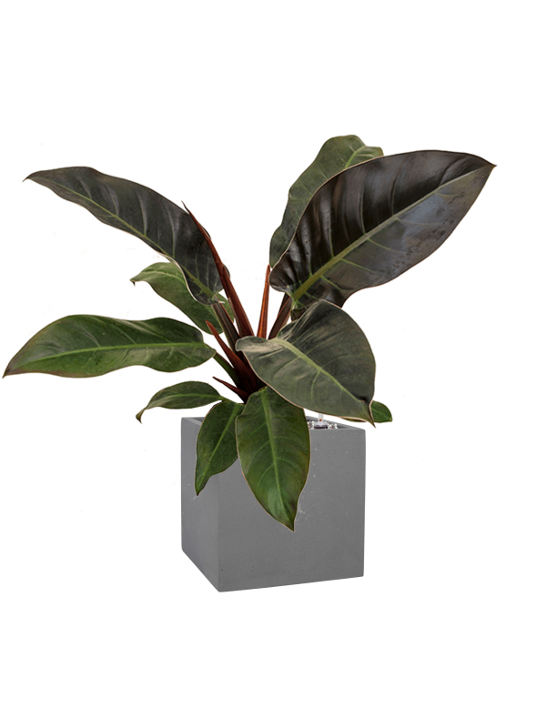 Филодендрон Империал Ред Арт: 4PHIRBU17 4