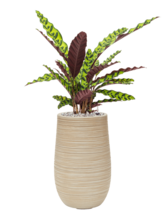 Калатея замечательная (Инсигнис) Лансифолия Арт: 4CALIBP17 3