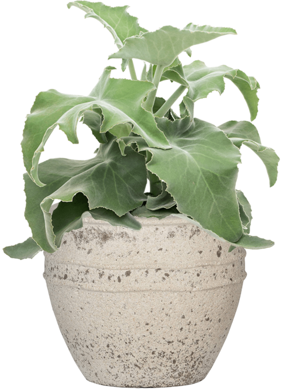 Каланхоэ Бехарское Арт: 4KABEBP10 3