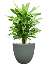 Драцена душистая (Фрагранс) Голден Кост разветвлённая Арт: 4DRGCVT21 2