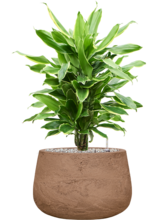 Драцена душистая (Фрагранс) Голден Кост разветвлённая Арт: 4DRGCVT21 3