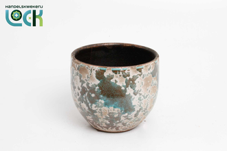 Гузмания Саерте Салмон Арт: F00000164