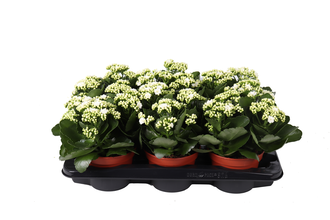 Каланхоэ Росалина Дон Дионе Арт: F00000361