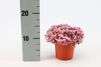 Каллизия Росато Арт: F00000394