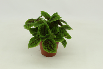 Пилея Моон валлеи Арт: F00000421