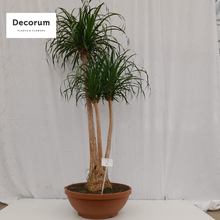 Нолина вертакт Арт: F00000554