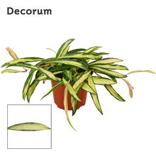 Микс,Хойя ваиетии Трайколор Арт: F00000669