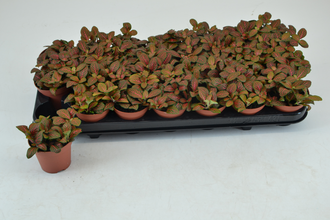 Фиттония Ёли Ёсан Арт: F00000784