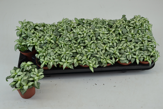 Фиттония Бел. Форест фламе Арт: F00000789