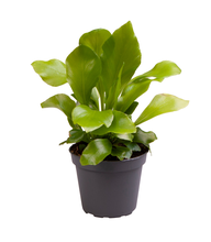 Асплениум Нидус Арт: F00000890