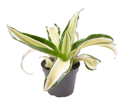 Драцена Компакта Малайка куст Арт: F00000978