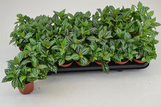 Пилея кадиереи Арт: F00001041