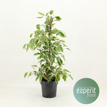 Фикус Бенжамина Голден Кинг Арт: F00001090