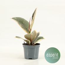 Фикус каучуконосный (Эластика) Тинеке Арт: F00001101