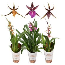 Брассиа микс Арт: F00001213