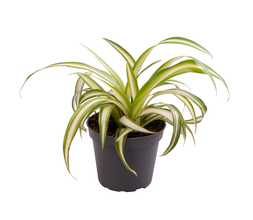 Хлорофитум хохлатый (Комосум) вариегата Арт: F00001266
