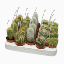 Микс микс 5 соортен Арт: F00001429