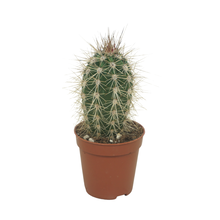 Пахицереус Прингла 1 ствол Арт: F00001533