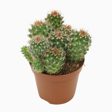 Маммиллярия баккебергиана сабсп. ернестии Арт: F00001566