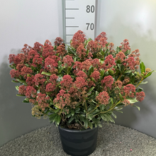 Скиммиа японика Рубеста Ёс Арт: F00001597