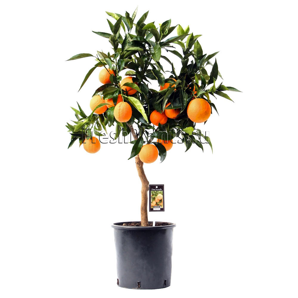 Апельсиновое деревце дома