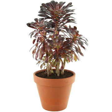 https://freshplants.ru/images/stories/virtuemart/product/resized/aeonium-arboreum-d19cm-preview.jpg