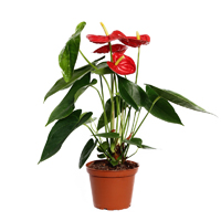 anthurium-andreanum-amis-plant