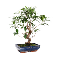 assorted-bonsai-ficus-plant-2