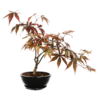bonsai-acer-japonica-negundo
