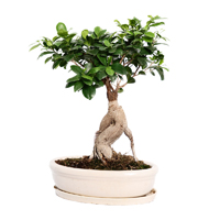 bonsai-ficus-30-60cm-plant