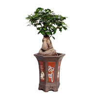 bonsai-ficus-microcarpa-22-80cm-plant