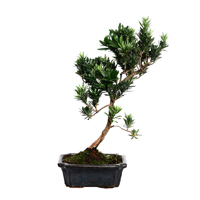 bonsai-podocarpus-plant