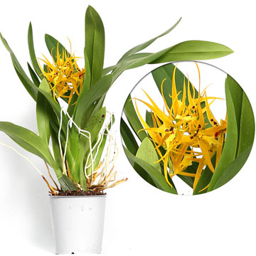 Орхидея Брассия Orange Delight 12/50 см.