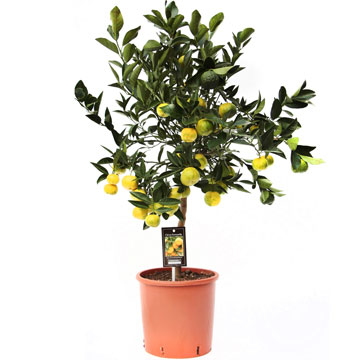 Цитрус Пурша, лиметта или сладкий лайм, 22/80 см.