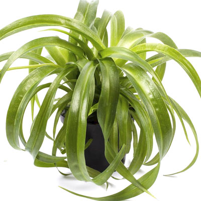 Хлорофитум хохлатый зелёный 12/25 см.