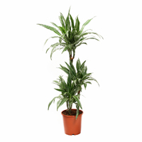 dracaena-canzy-3-stem-110cm-plant