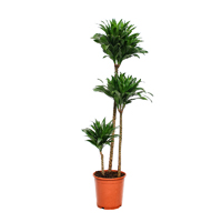 dracaena-compacta-3-stem-140cm-plant