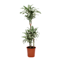 dracaena-white-jewel-3-stem-120cm-plant