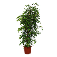 ficus-benjamina-exotica-plant