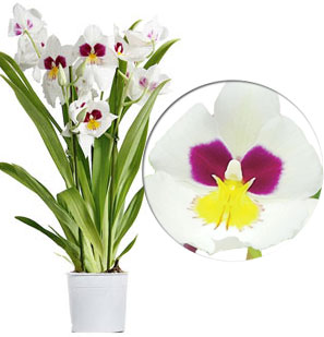 Орхидея мильтония или мильтониопсис