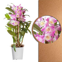 Орхидея Дендробиум ассорти розовая