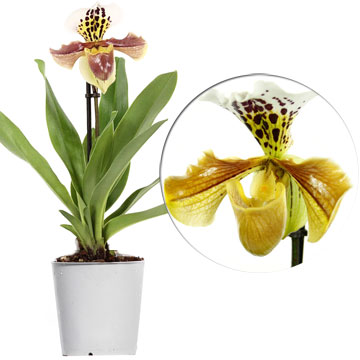 Орхидея пафиопедилум Америка 12/35 см.