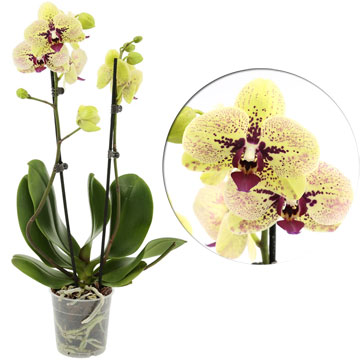 Орхидея фаленопсис Фата Моргана 12/60 см.