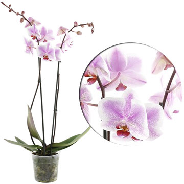 Орхидея фаленопсис Romans 12/60 см.