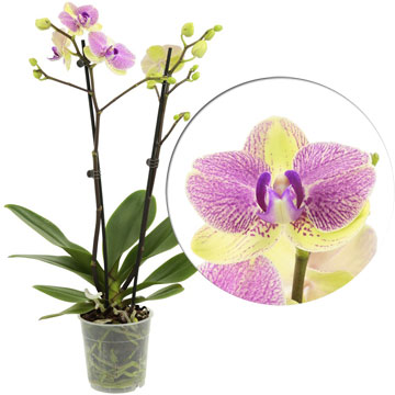 Орхидея фаленопсис Маршмеллоу 12/65 см.