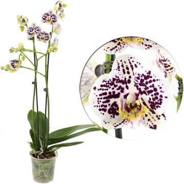 Орхидея Фаленопсис Sparkling Mome, 12/65 см.